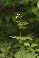 Слика од Thalictrum baicalense Turcz. ex Ledeb.