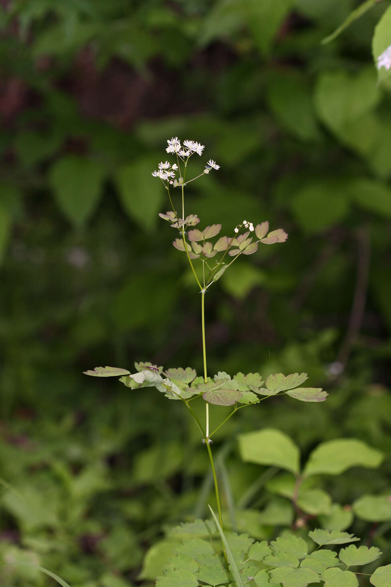 Слика од Thalictrum baicalense Turcz. ex Ledeb.