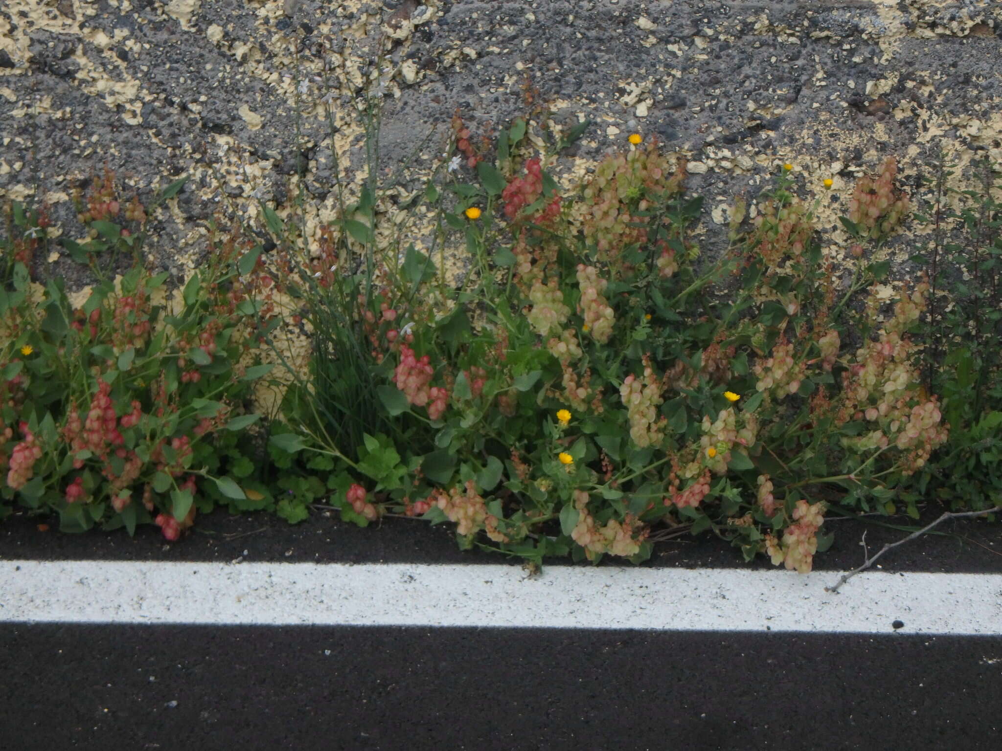 Rumex vesicarius L. resmi