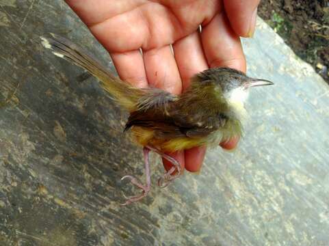 Image of Bar-winged Prinia