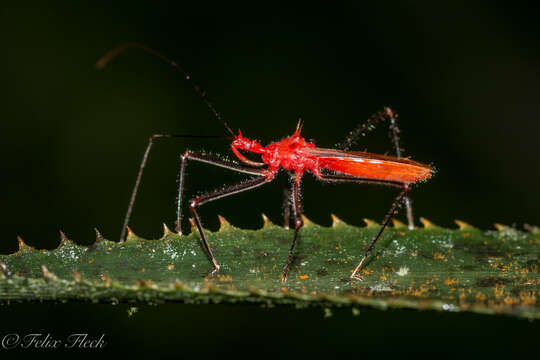 Image of Ricolla quadrispinosa (Linnaeus 1767)