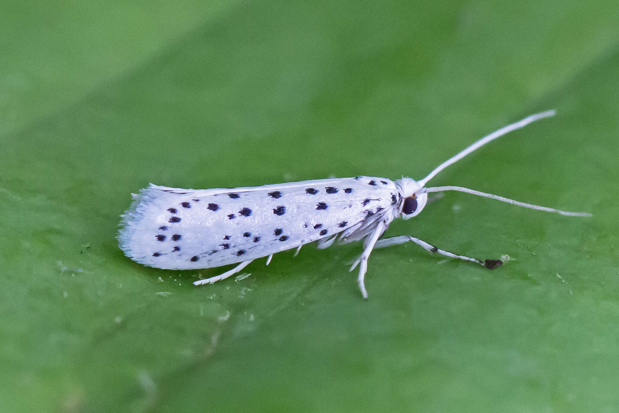 Image of Yponomeuta multipunctella Clemens 1860