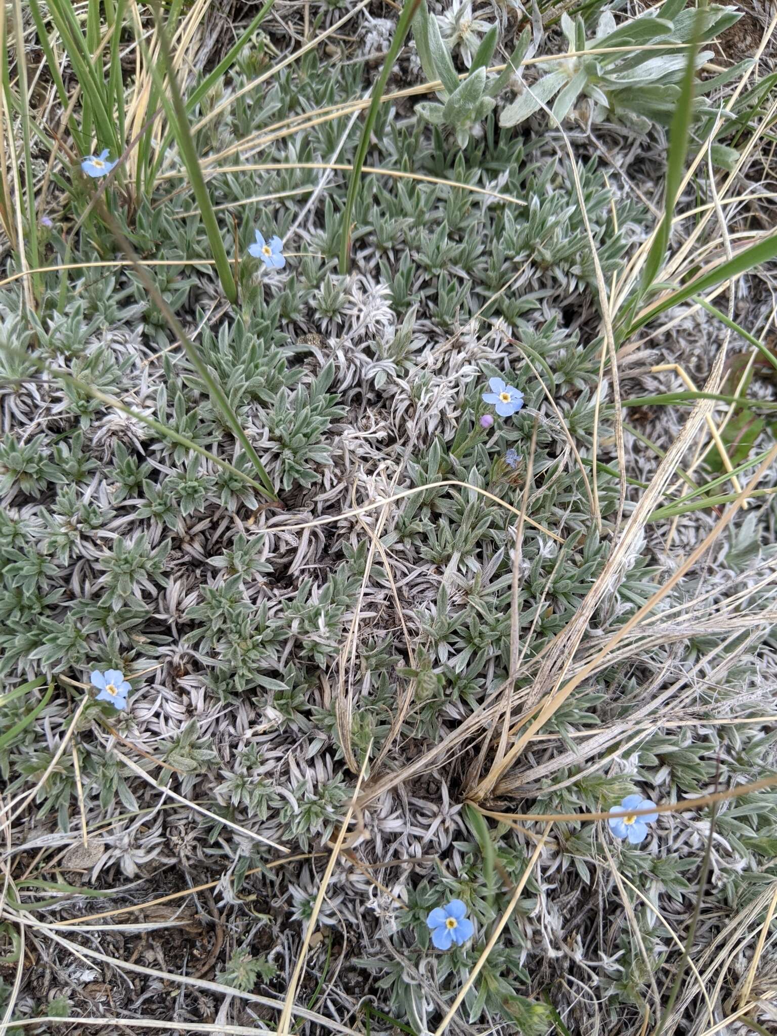 Image of Howard's alpine forget-me-not