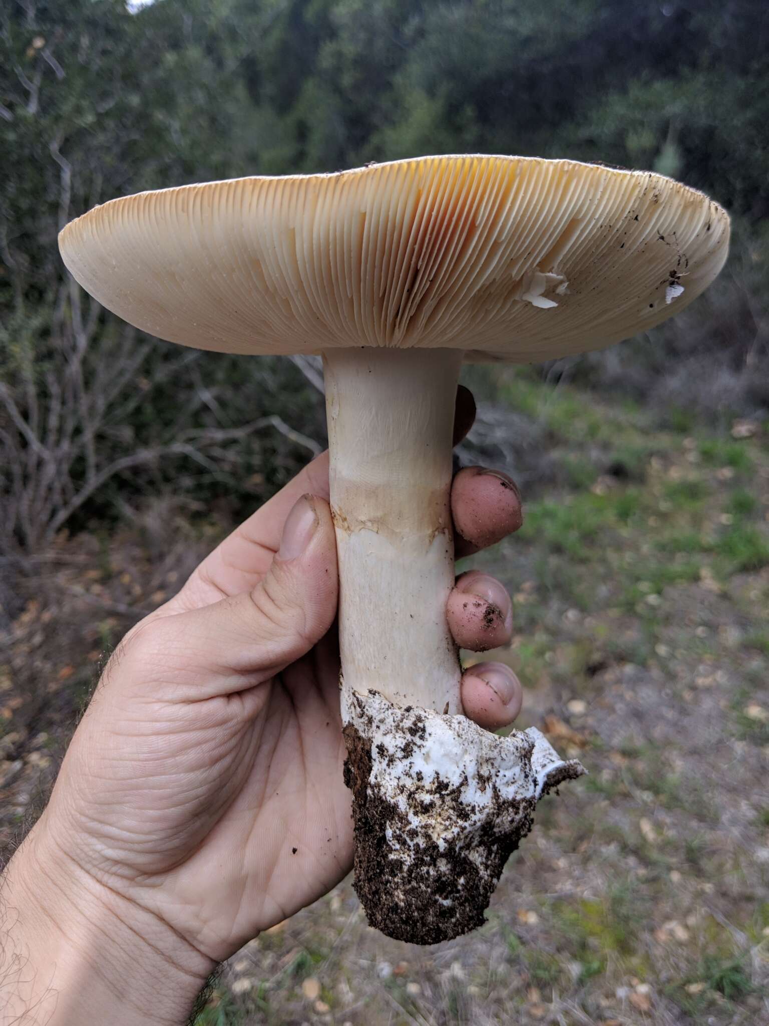 Image of Amanita vernicoccora Bojantchev & R. M. Davis 2011