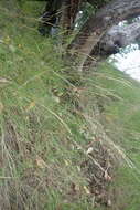 Image of Harford's oniongrass