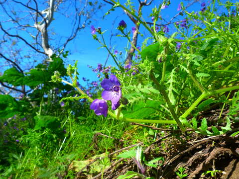 Image of blue fiestaflower