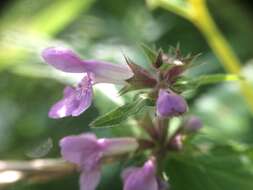 Слика од Stachys hispida Pursh