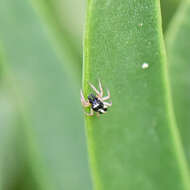 Plancia ëd Heliophanus pistaciae Wesolowska 2003