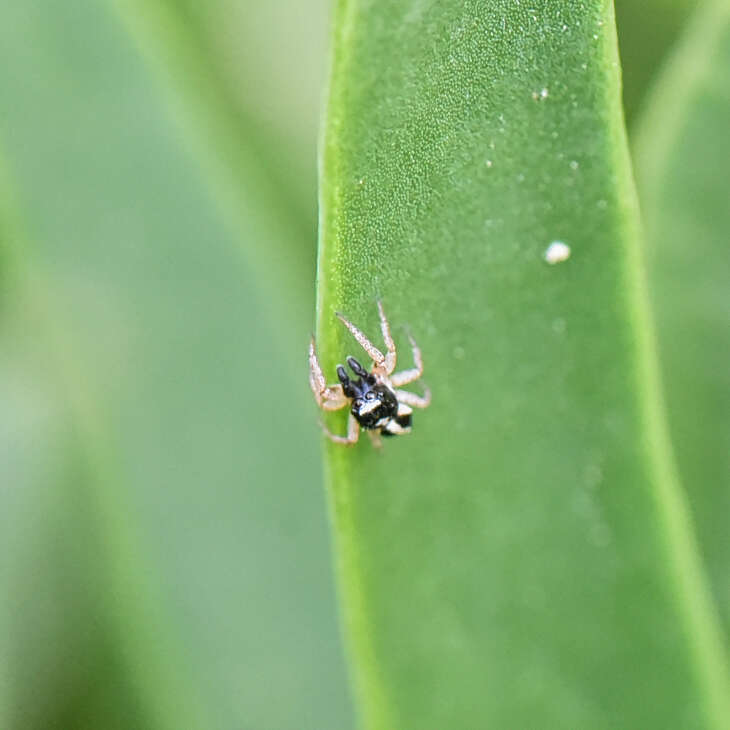 Image of Heliophanus pistaciae Wesolowska 2003