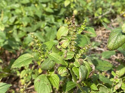 Sivun Acalypha setosa A. Rich. kuva