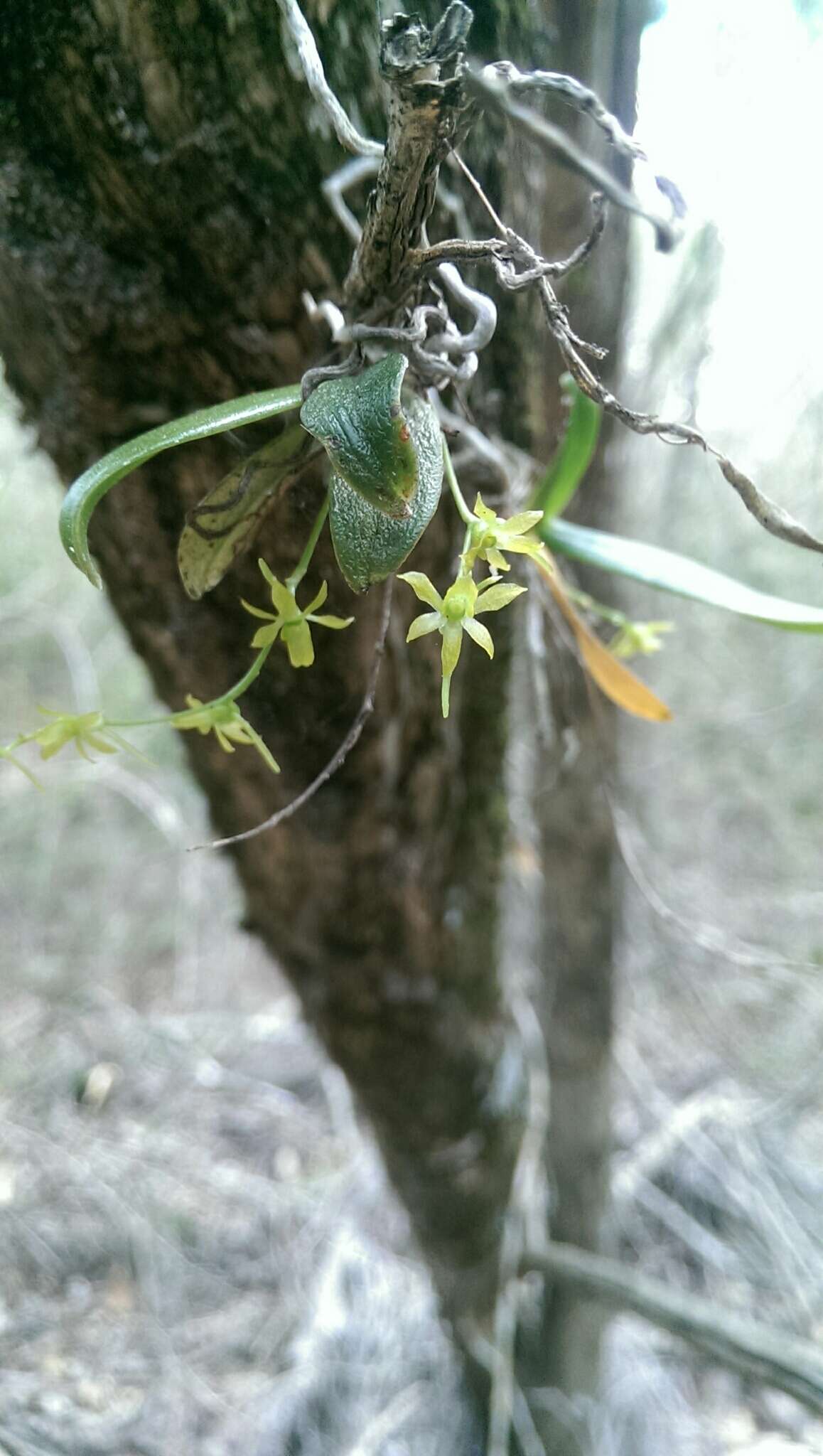 Image of Lemurella culicifera (Rchb. fil.) H. Perrier