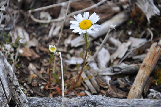 Image of false mayweed