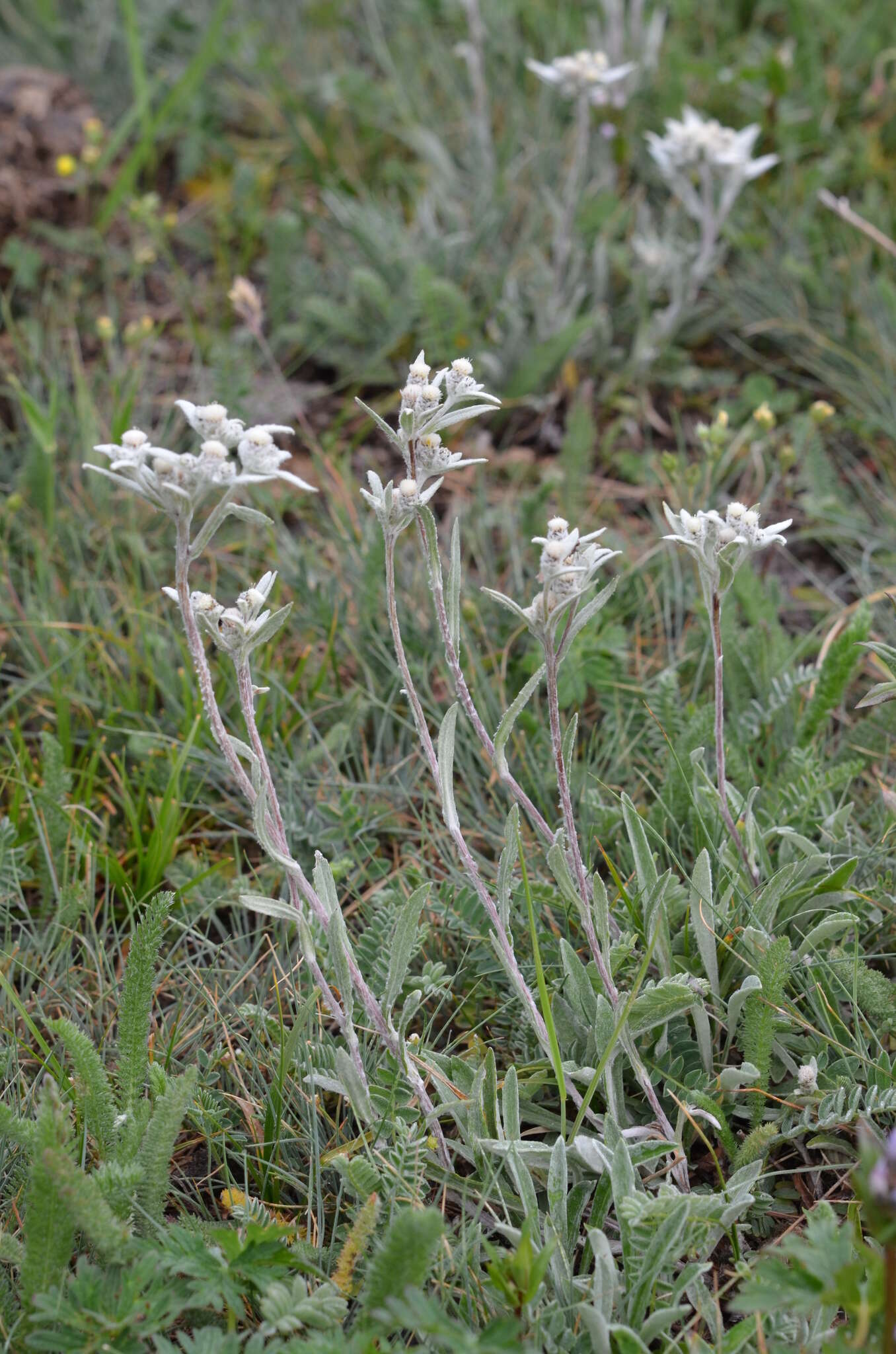 Image of Leontopodium campestre (Ledeb.) Hand.-Mazz.