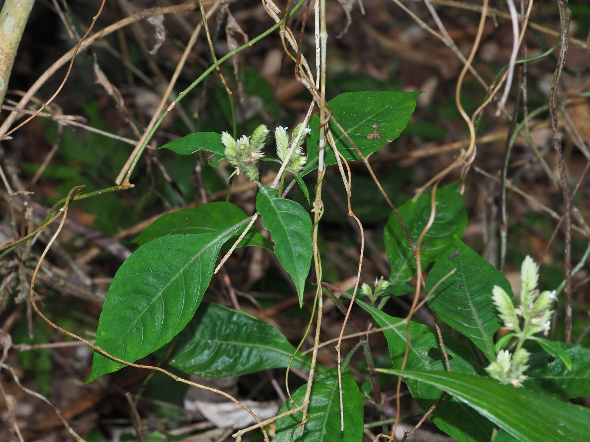 Plancia ëd Lepidagathis formosensis C. B. Cl. ex Hayata