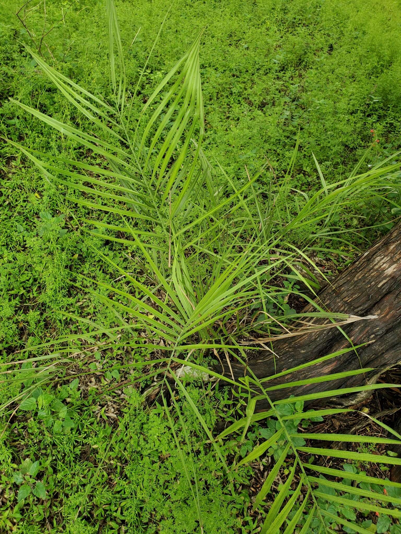 Image of South American jelly palm