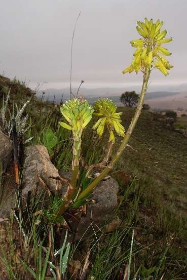 Plancia ëd Aloe integra Reynolds