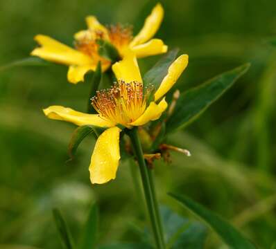 Image of Hypericum ascyron subsp. gebleri (Ledeb.) N. Robson