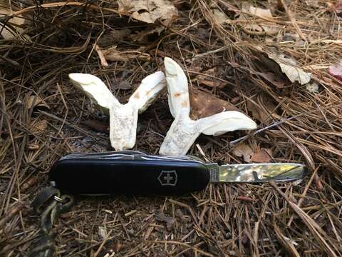 Image of Russula densifolia Secr. ex Gillet 1876