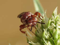 Image of Pasites maculatus Jurine 1807