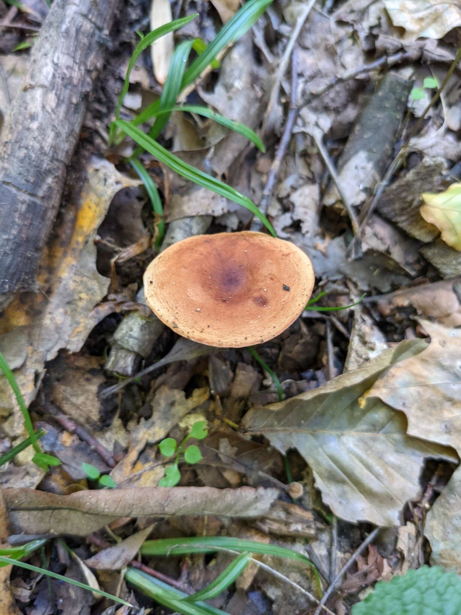 Слика од Lactarius badiopallescens Hesler & A. H. Sm. 1979