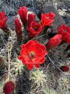 Image of Echinocereus arizonicus subsp. oldachiorum