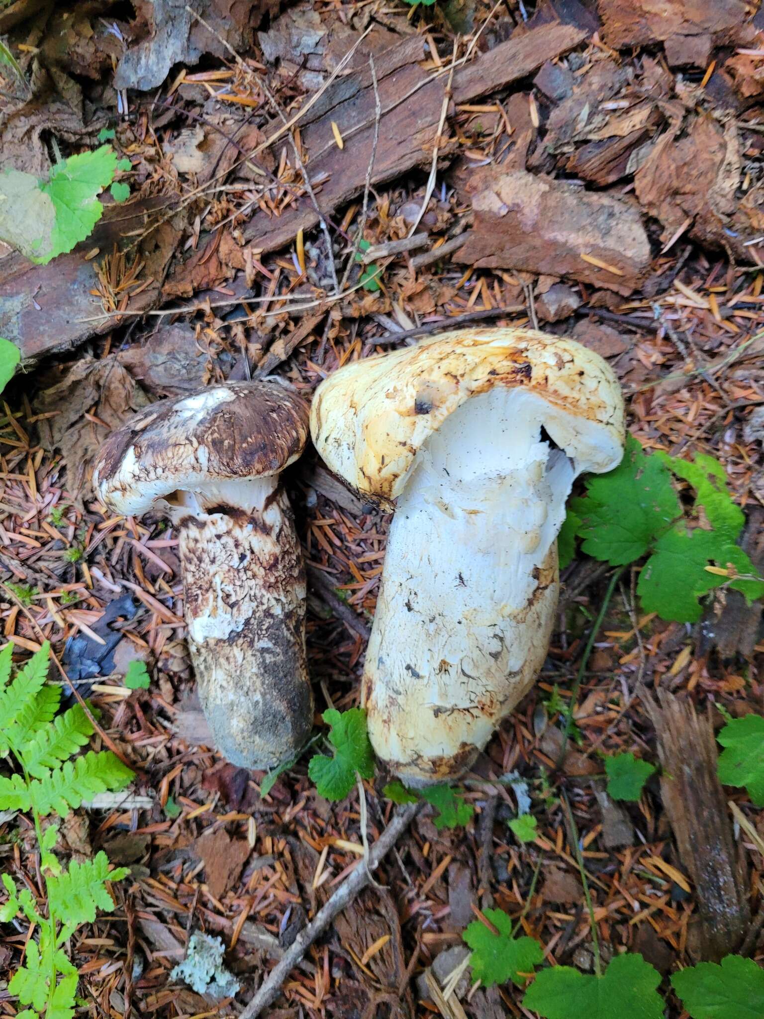 Image of Tricholoma dulciolens Kytöv. 1989