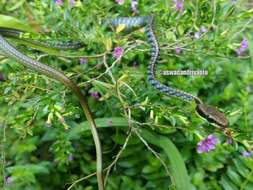 Image of Underwood’s Bronzeback snake