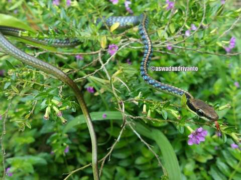 Sivun Dendrelaphis underwoodi Van Rooijen & Vogel 2008 kuva