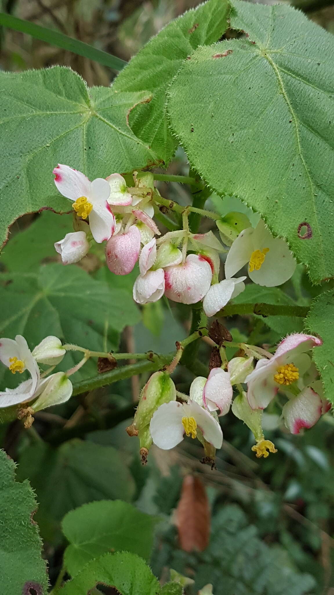 Слика од Begonia oaxacana A. DC.