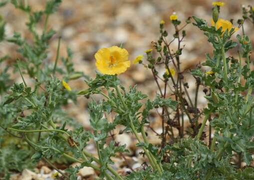 Image of Yellow Horned Poppy