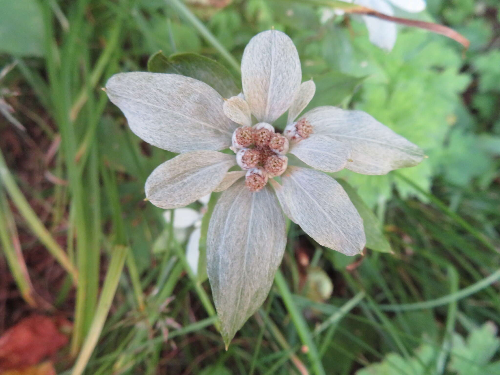 Image of Leontopodium japonicum var. shiroumense Nakai ex Kitam.