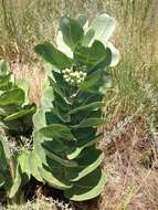 Image of broadleaf milkweed