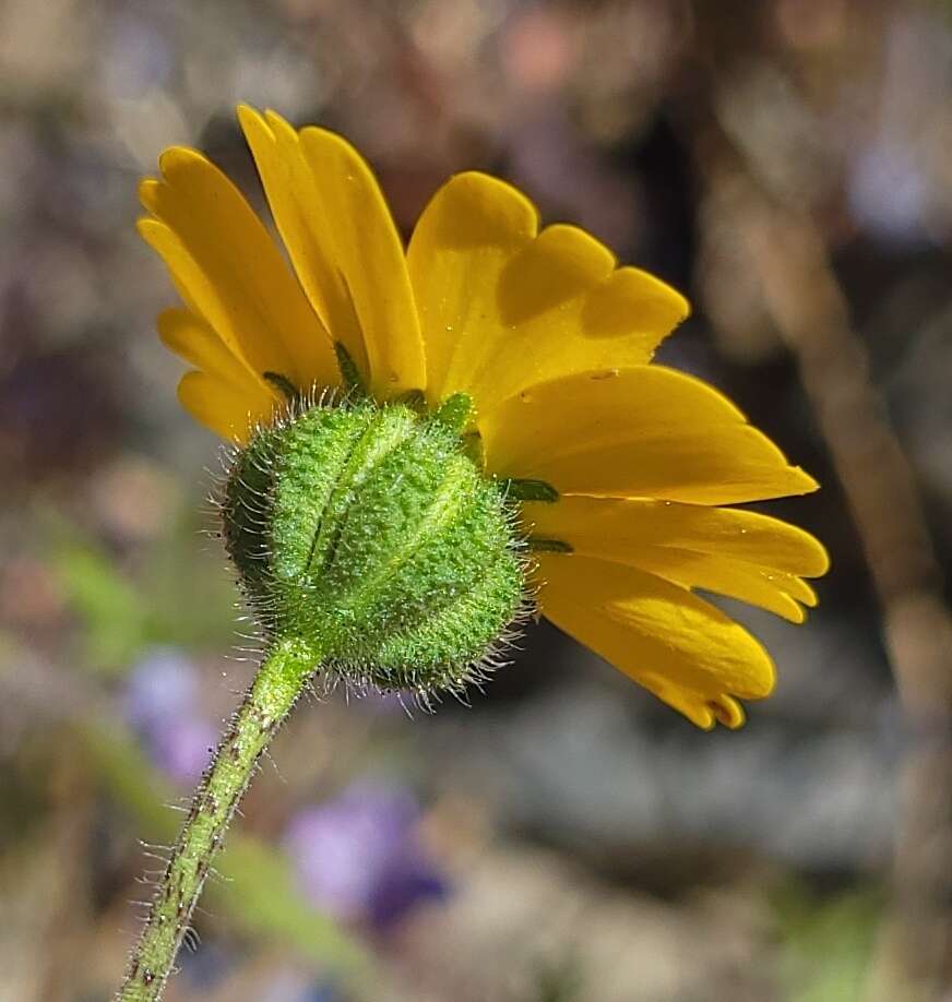 Image of woodland tidytips