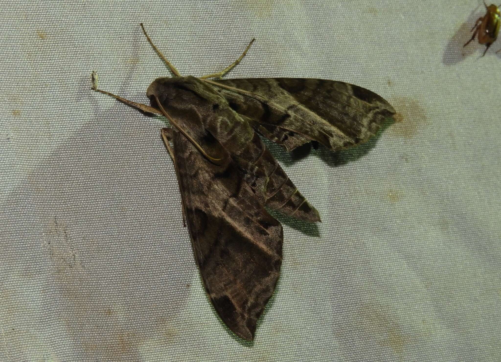 Image of Eumorpha elisa (Smyth 1901)