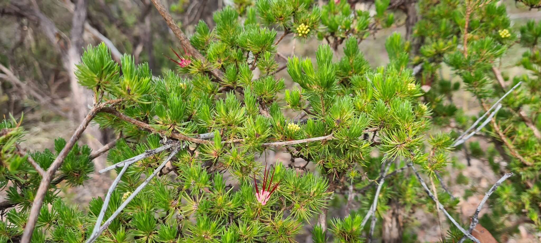 Image of Darwinia fascicularis Rudge