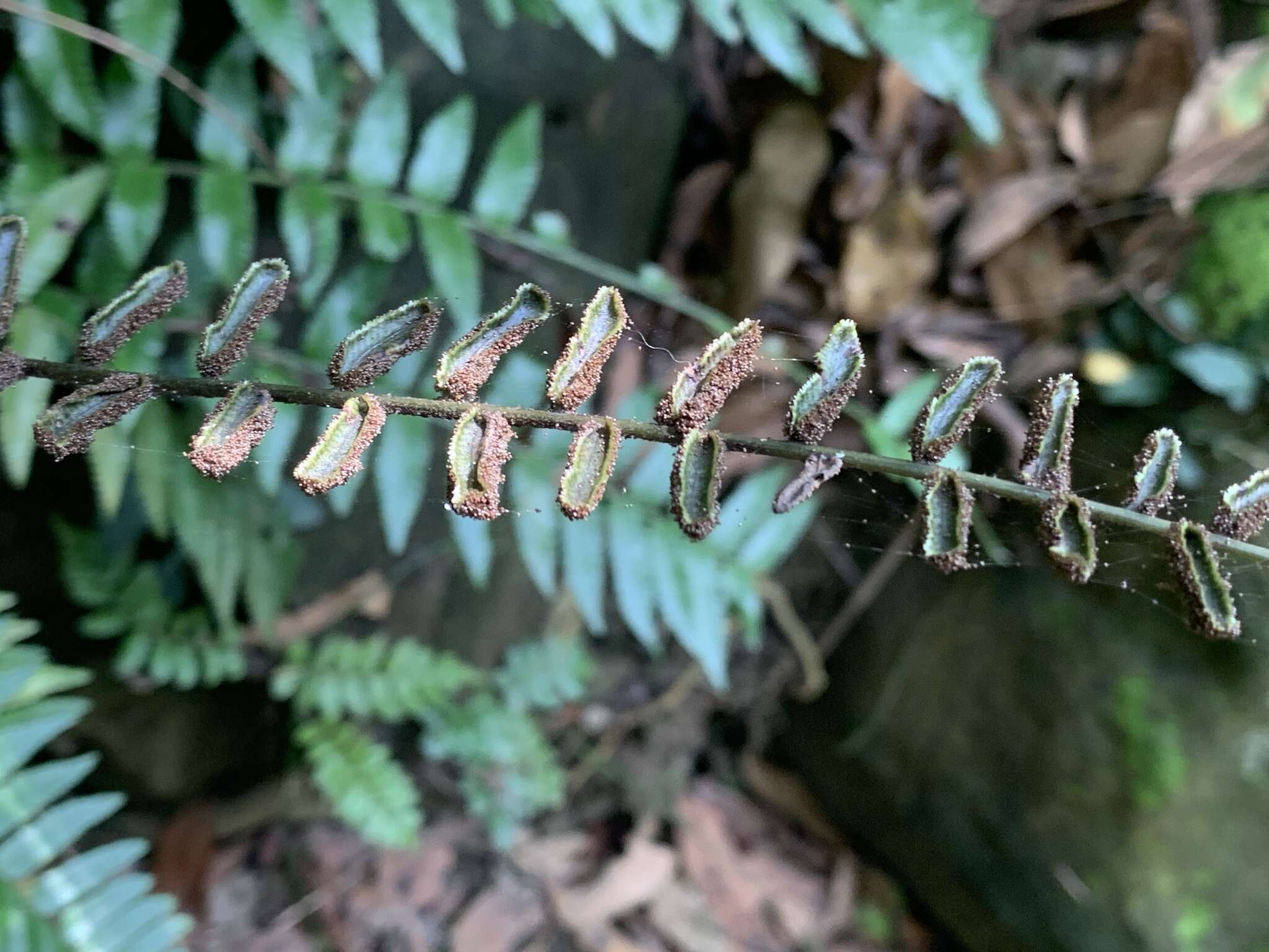 Plancia ëd Bolbitis rhizophylla (Kaulf.) Hennipman