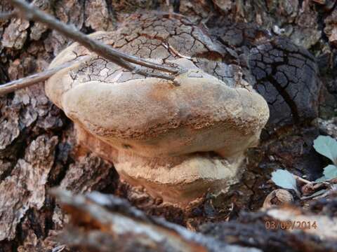 Phellinus everhartii (Ellis & Galloway) A. Ames 1913 resmi