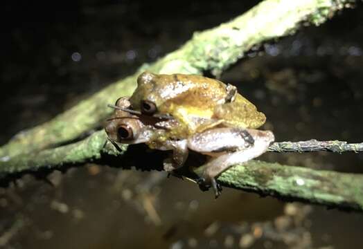 Image of Dendropsophus leali (Bokermann 1964)