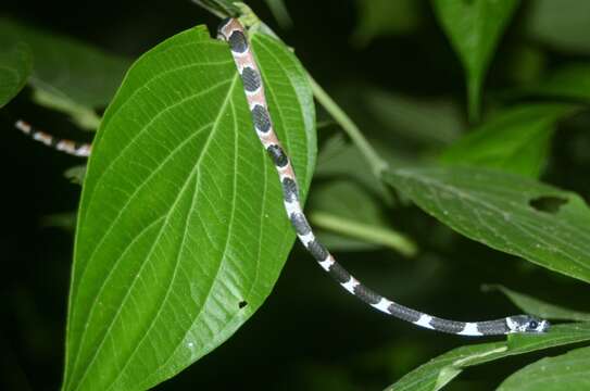 Image of Catesby's Snail-eater