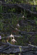 Caladenia exilis Hopper & A. P. Br.的圖片