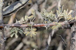 Vachellia hebeclada (DC.) Kyal. & Boatwr. resmi