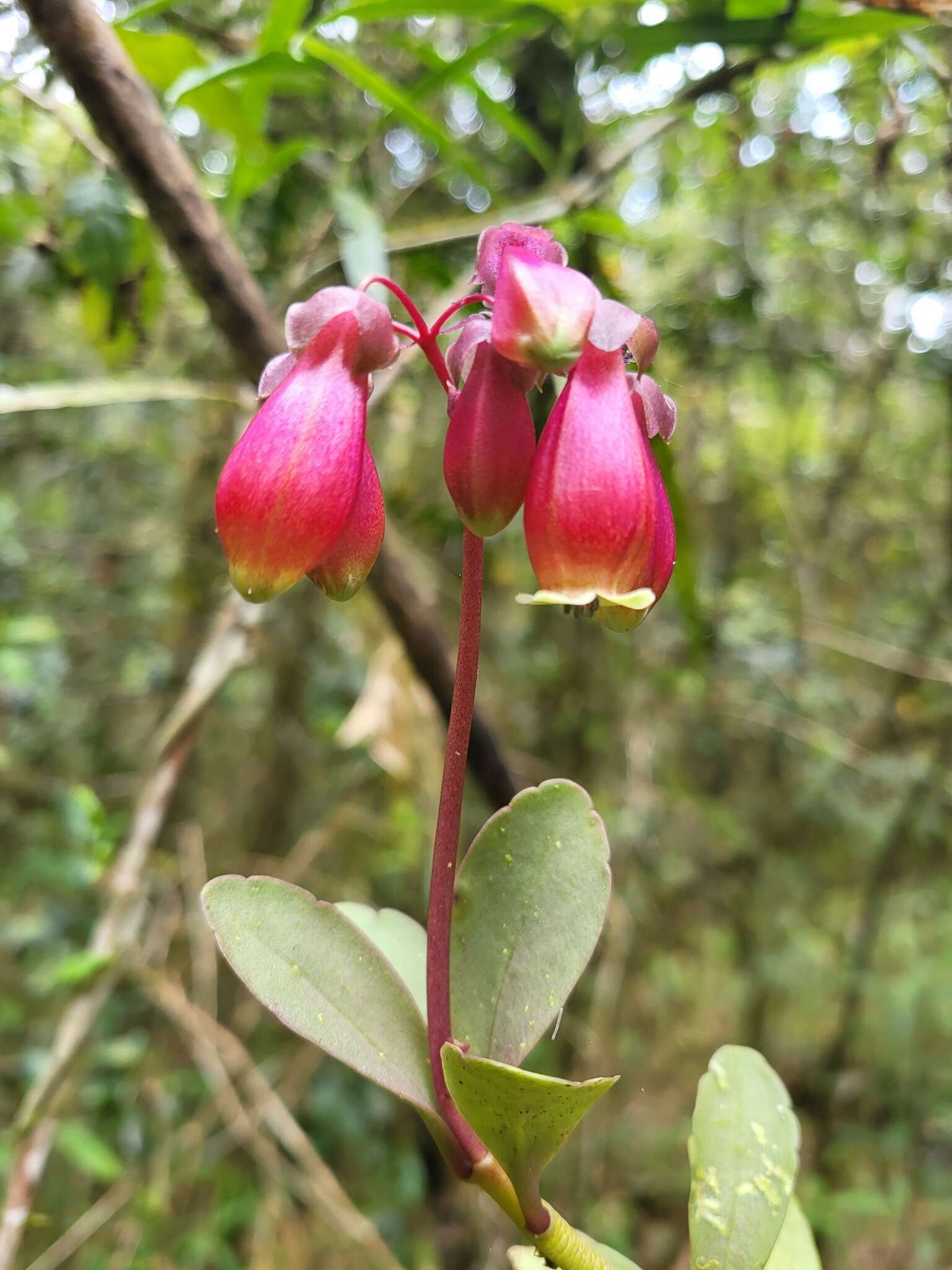 Kalanchoe porphyrocalyx (Bak.) Baill. resmi