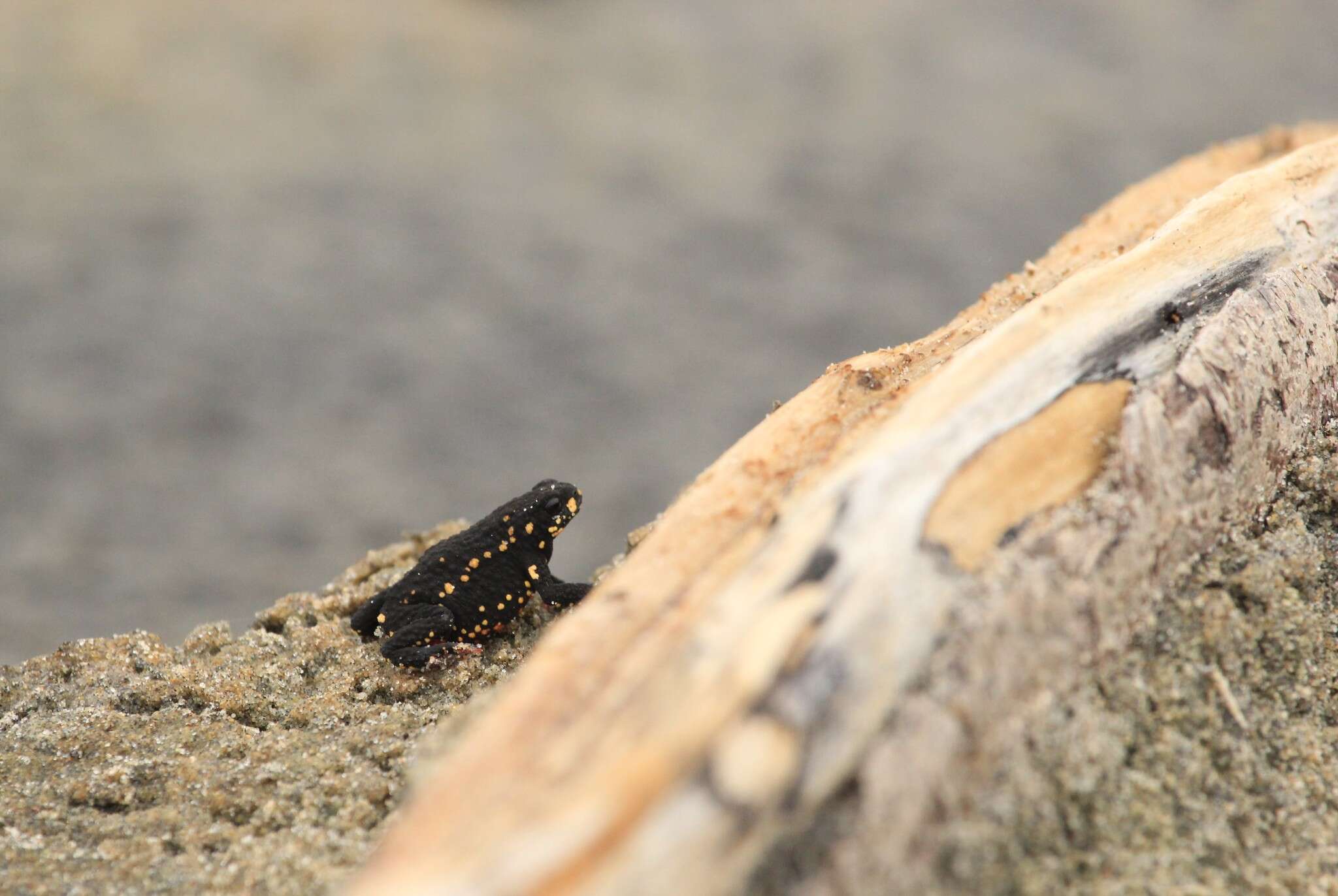 Image of Montevideo red-belly toad