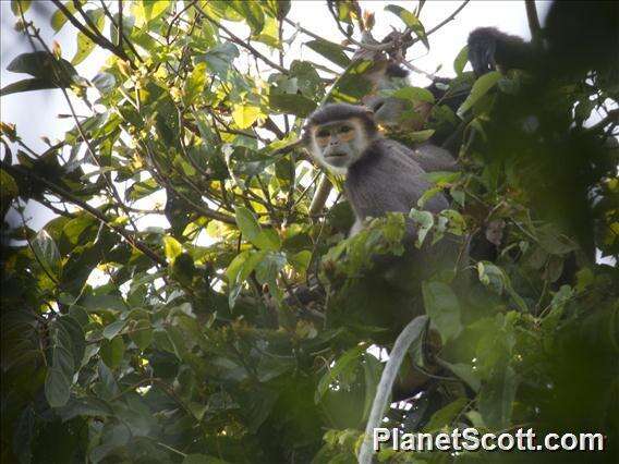 Image of Black-shanked Douc Langur