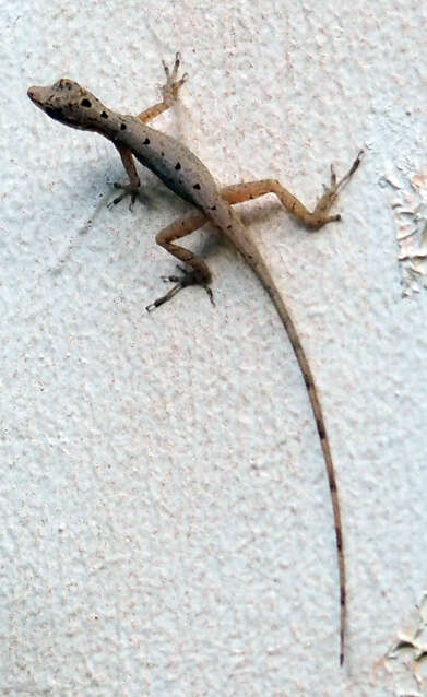 Image of Anolis limifrons Cope 1862