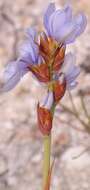 Imagem de Aristea racemosa var. inflata Weim.