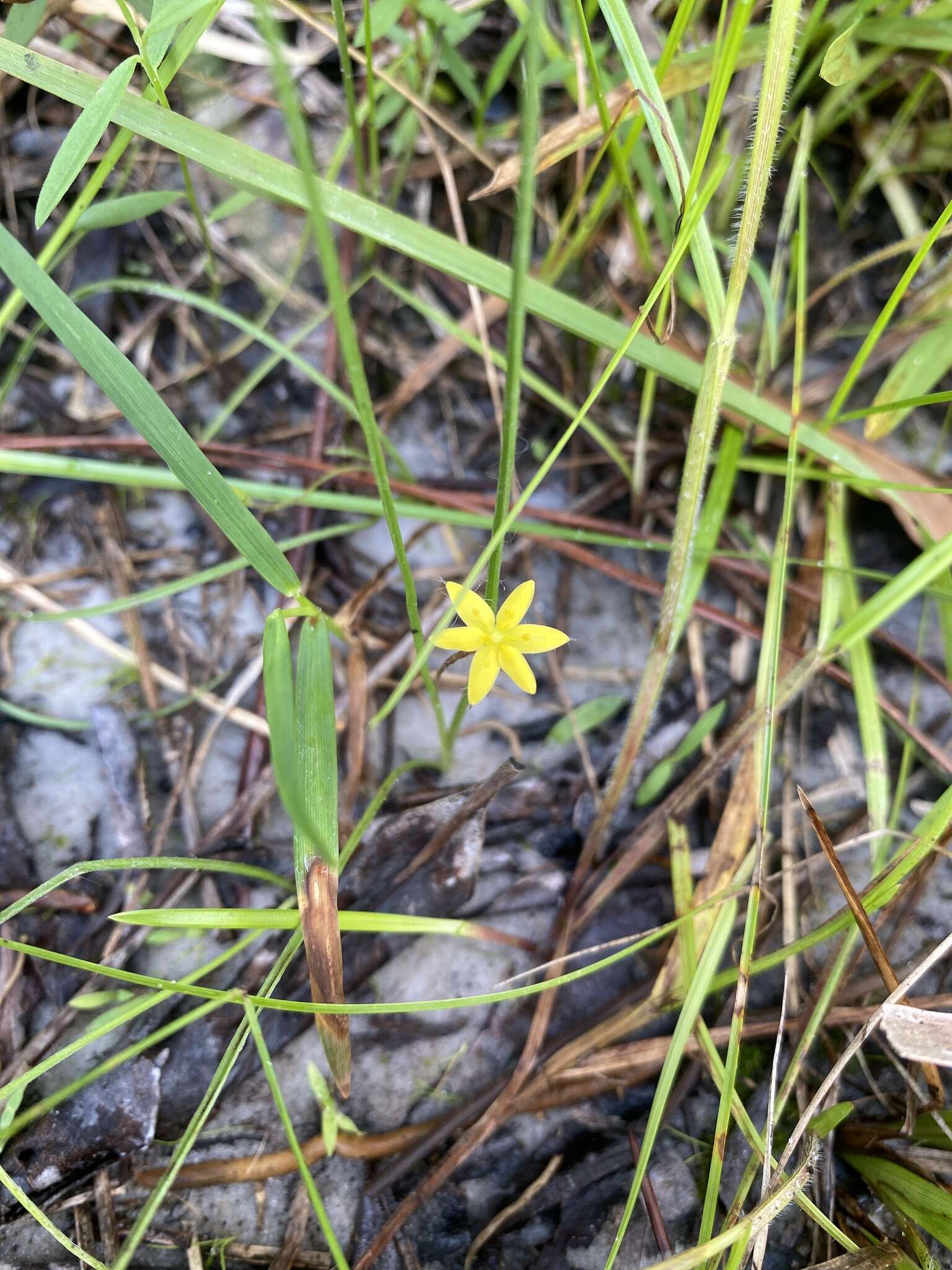 Image of Bristle-Seed Yellow Star-Grass