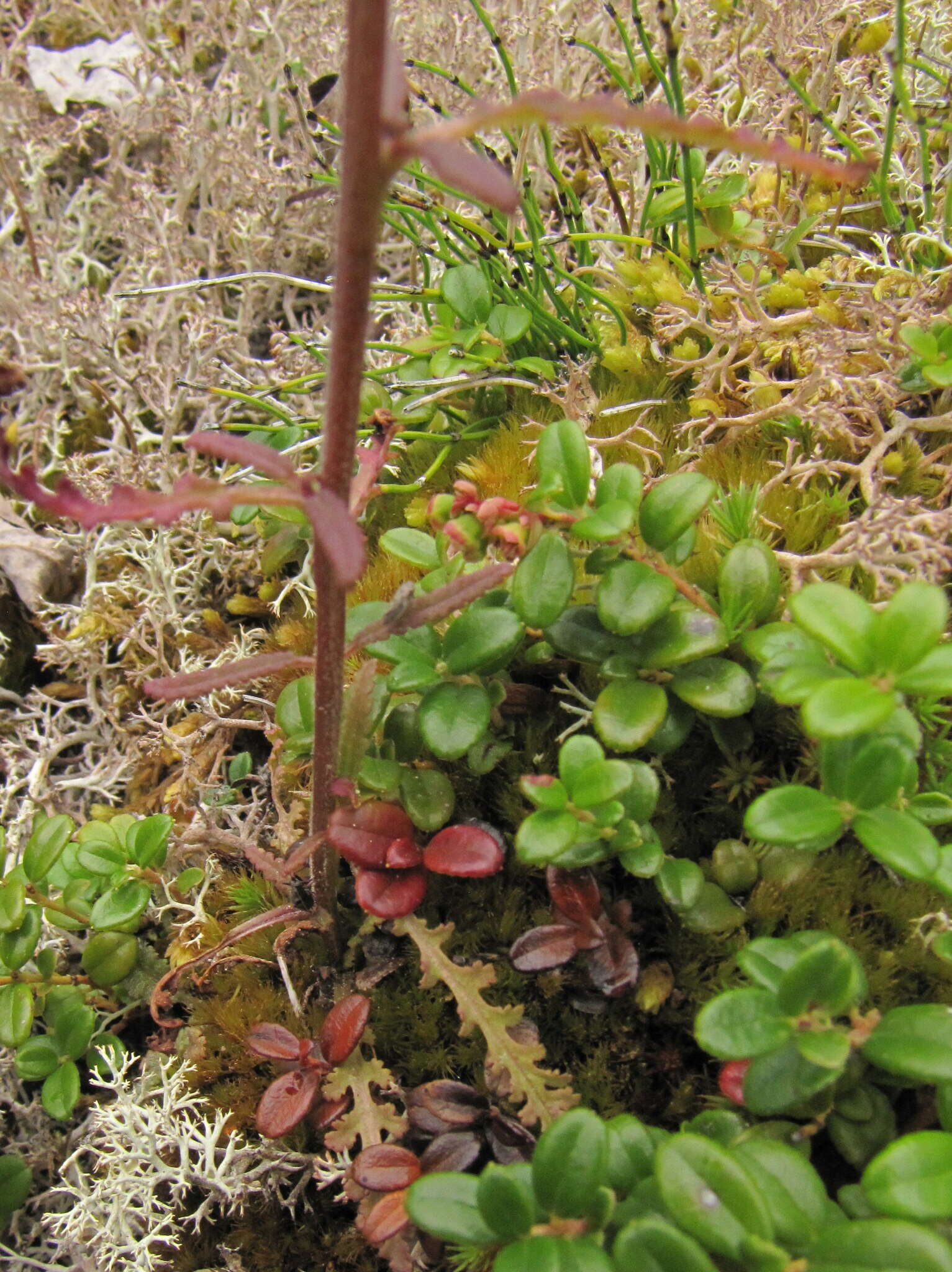 Image of Pedicularis labradorica var. labradorica