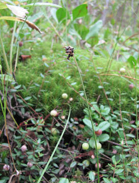 Plancia ëd Anthracoidea aspera (Liro) Kukkonen 1963