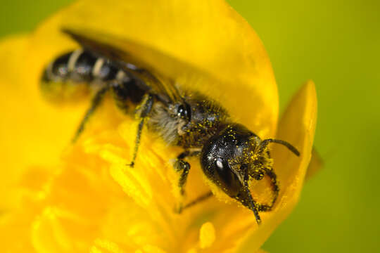 Imagem de Chelostoma florisomne (Linnaeus 1758)